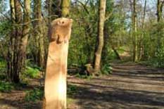 Bursted Woods carving